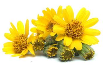Arnica Montana Flower Arnica Montana Flower Extract - Botanical Extracts Manufacturing | Manfacture botanical extracts for supplements.