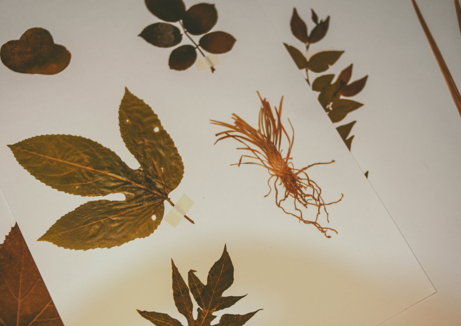 Our facilities Page Bio Botanica Herbarium Image