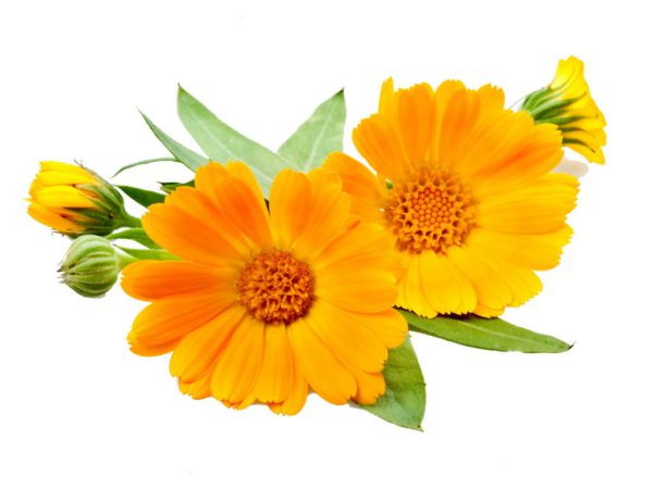 Marigold, PE - 4406