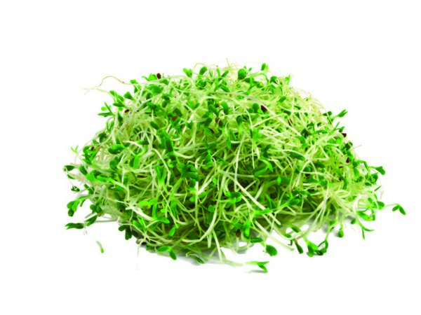Alfalfa