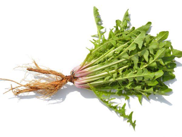 Dandelion Root, FE - 5039