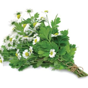 Feverfew, AF - 5466