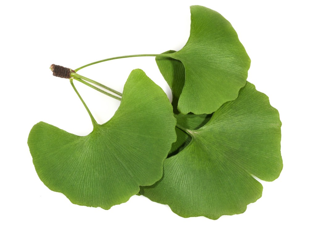 gemakkelijk knijpen Dat Ginkgo Leaf Ginkgo Biloba Leaf Extract - Botanical Extracts Manufacturing |  Manfacture botanical extracts for supplements.