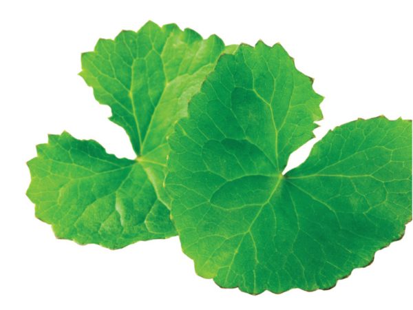 Gotu Kola Centella Asiatica Extract