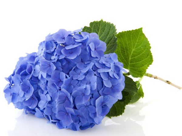 Hydrangea Root Hydrangea Arborescens Root Extract
