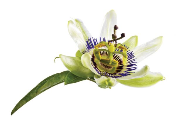 Passion Flower, AF - 5518