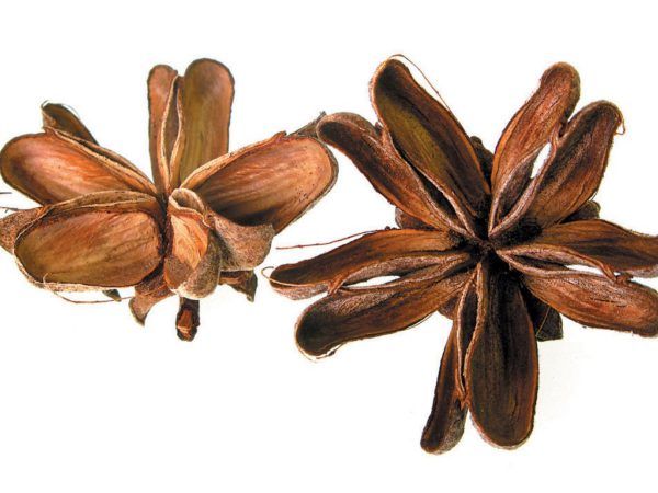 Quillaja Bark Quillaja Saponaria Bark