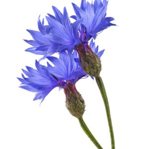 Corn Flower Centaurea Cyanus Flower Extract