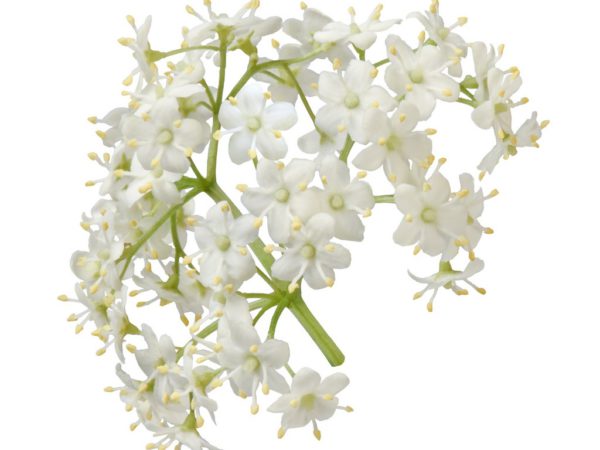 Elder Flower Sambucus Nigra Flower Extract
