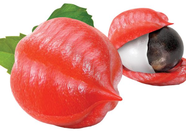 Guarana Seed Paullinia Cupana Seed Extract