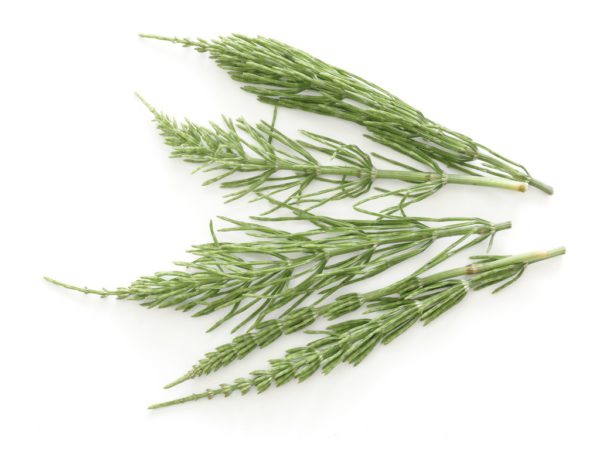 Horsetail 6%, PE - 4342WSP