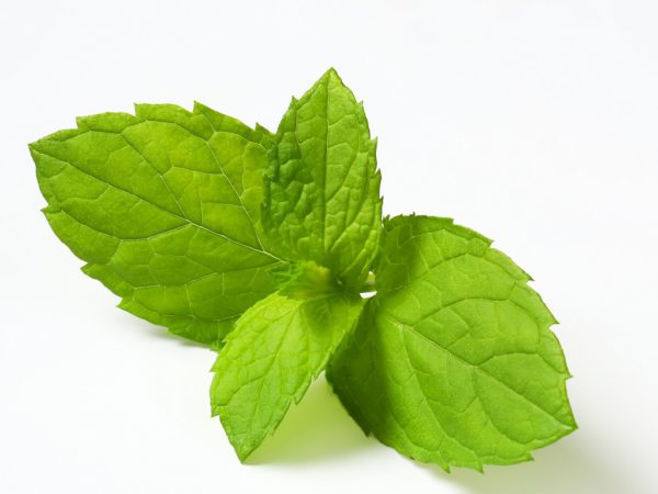 Lemon Balm Herb Melissa Officinalis Extract