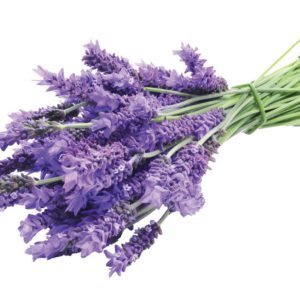 Lavender in Olive Oil - 3285C