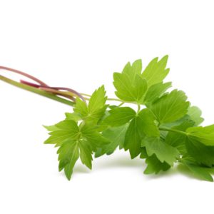Lovage, SE - 2086