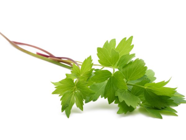 Lovage, SE - 2086