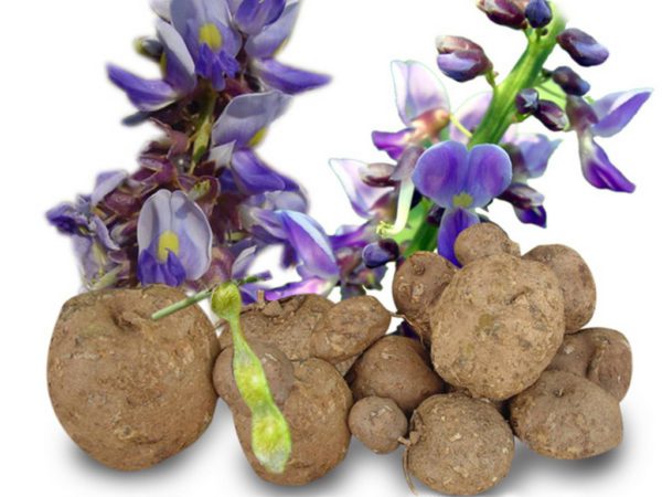 Puresterol® Pueraria Mirifica, PE - 4523