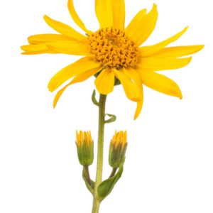 Mexican Arnica in Olive Oil - 3683B