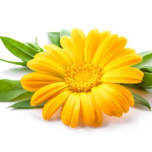Calendula in Olive Oil - 3686B