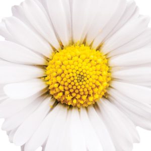 Chamomile in Olive Oil - 3689C