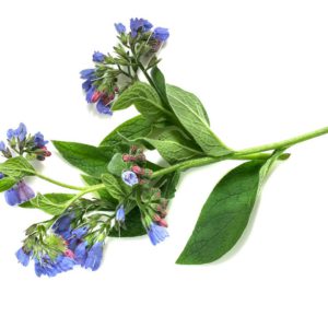 Comfrey in Olive Oil - 3692C