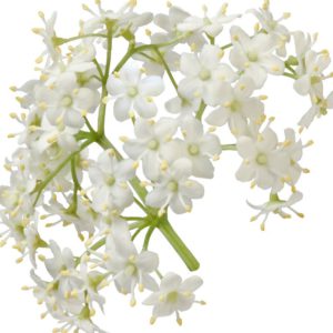 Elder Flowers, PE - 4228