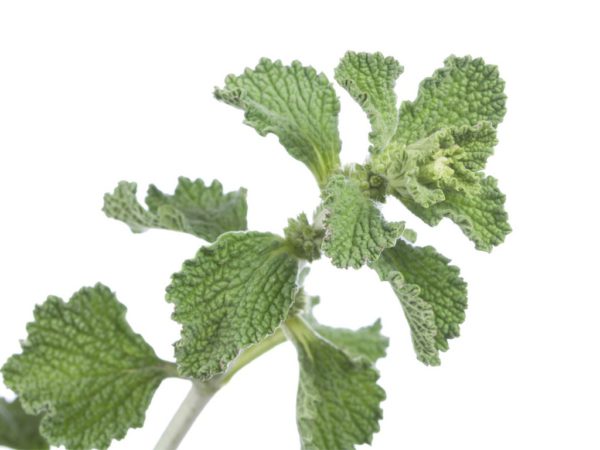 Horehound, FE - 5067