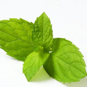 Organic Lemon Balm in Glycerin - 3288ORG