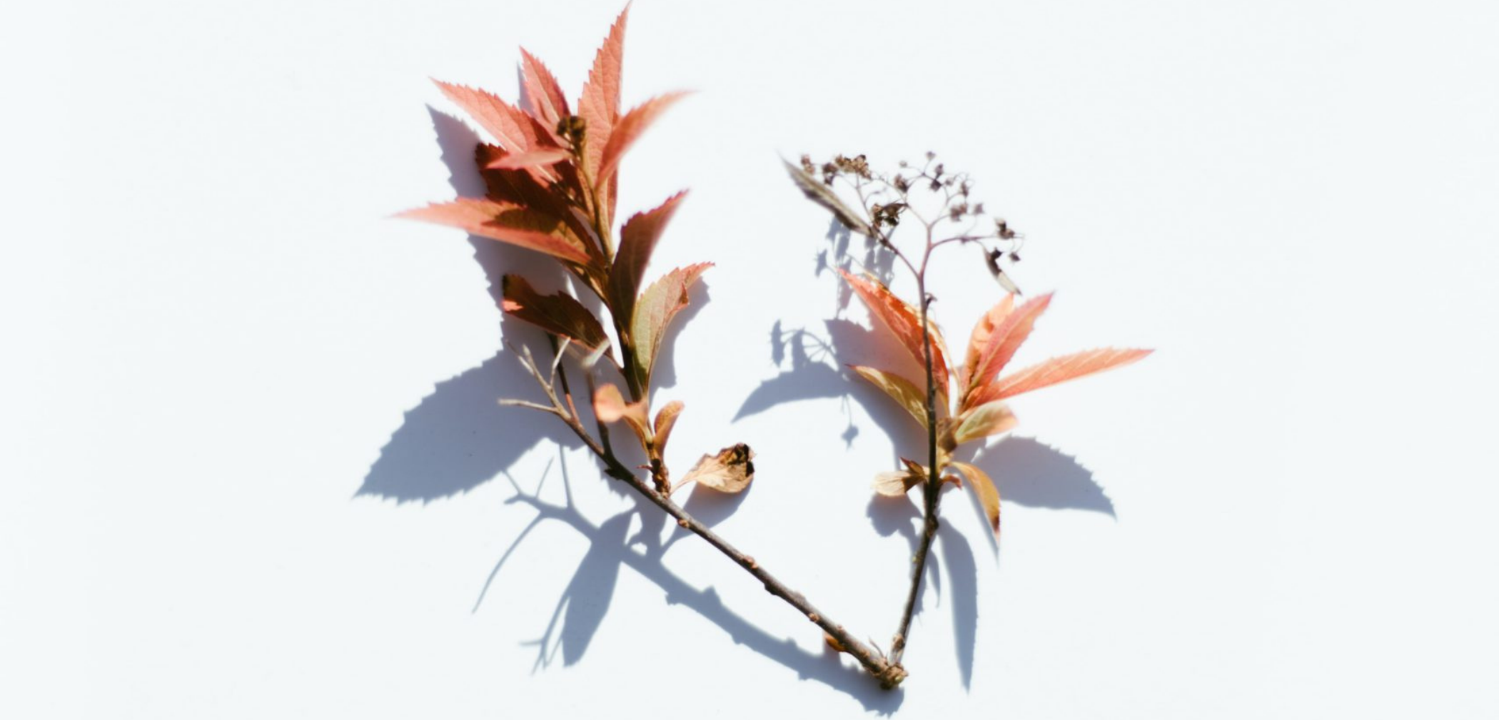 Expert Botanical Extracts Manufacturer | Expert Herbal Extracts Manufacturer | Botanical Private labeling