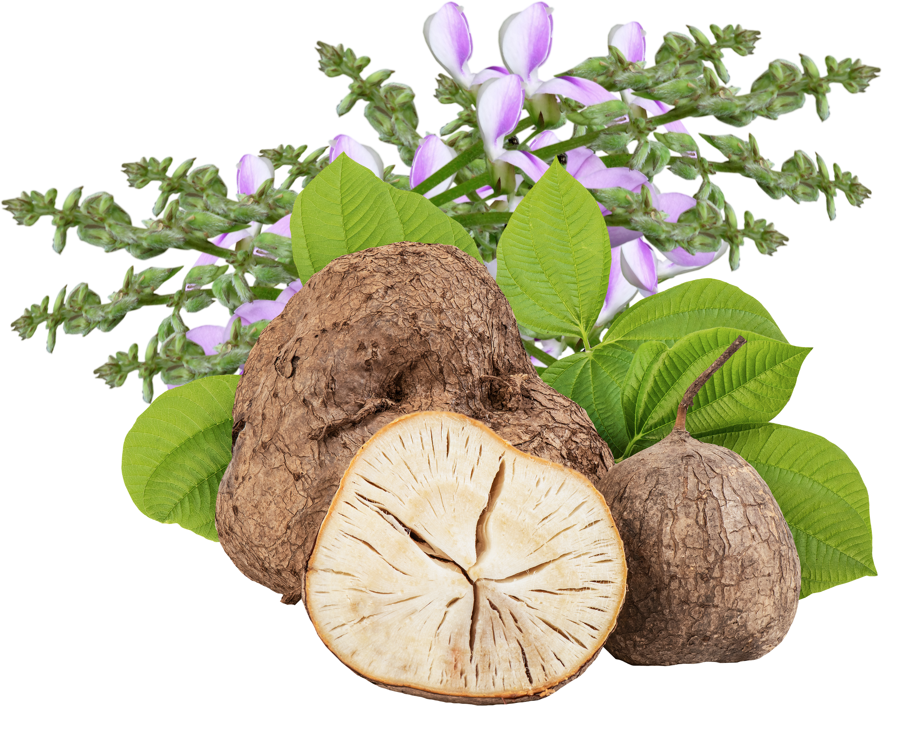 Puresterol - Botanical Extracts Manufacturing | Manfacture botanical  extracts for supplements.
