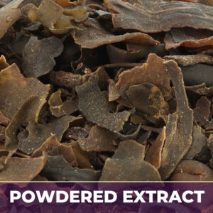BLADDERWRACK, PE