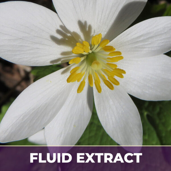 Bloodroot fe, liquid extract