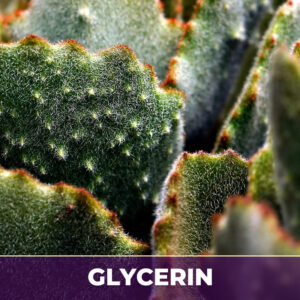 Cactus grandiflorus flower in glycerin, liquid extract; in glycerin