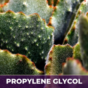 Cactus grandiflorus flower in pg, liquid extract; in propylene glycol