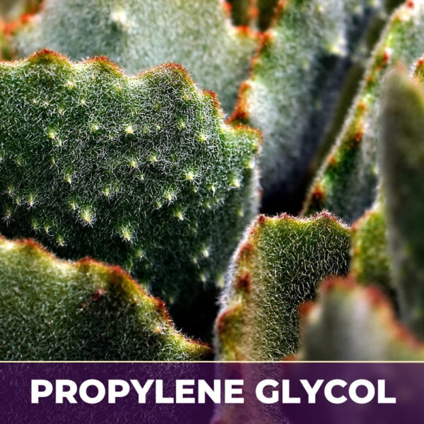 Cactus grandiflorus flower in pg, liquid extract; in propylene glycol
