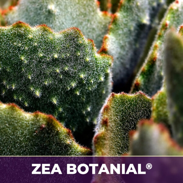 Cactus grandiflorus flower zea-botanicals, zea-botanicals line