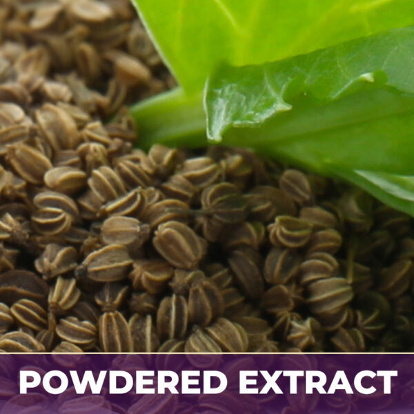 Celery 6:1 pe, powdered extract