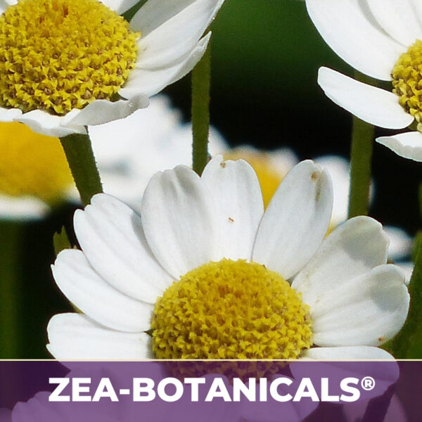 Chamomile flower zea-botanicals, zea-botanicals line