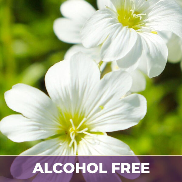 Chickweed af, alcohol-free; liquid extract