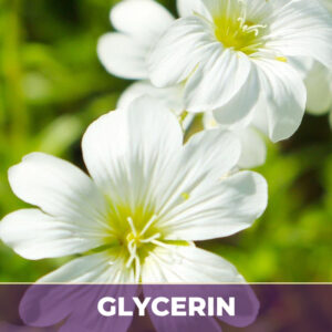 Chickweed herb in glycerin, liquid extract; in glycerin