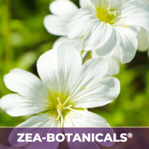 Chickweed herb zea-botanicals, zea-botanicals line