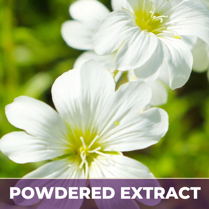 Chickweed w/o caramel pe, powdered extract
