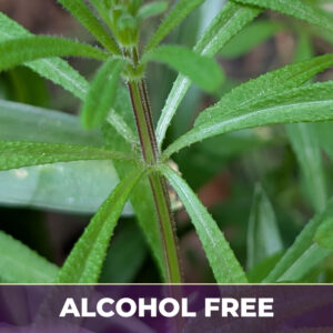 Cleavers af, alcohol-free; liquid extract