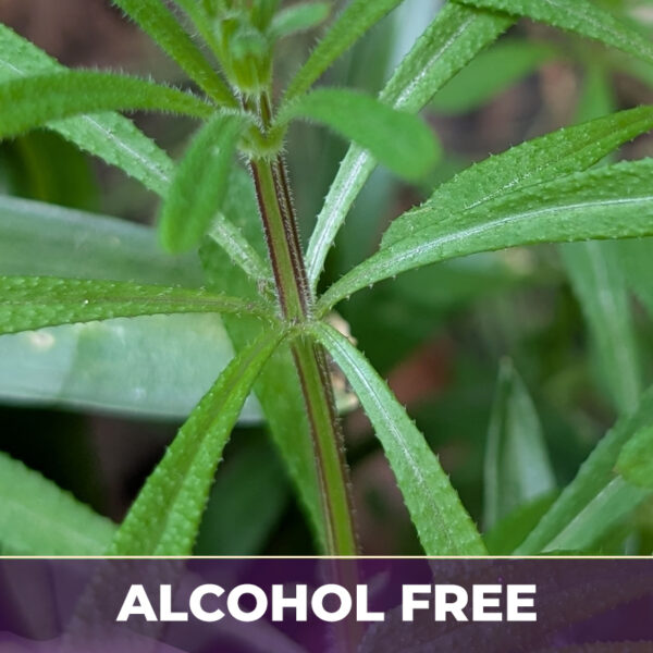Cleavers af, alcohol-free; liquid extract