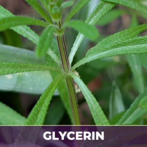 Cleavers herb in glycerin, liquid extract; in glycerin