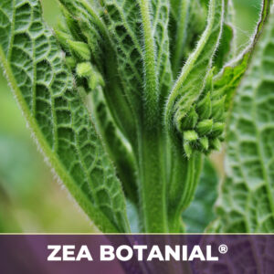 COMFREY ROOT ZEA-BOTANICALS®