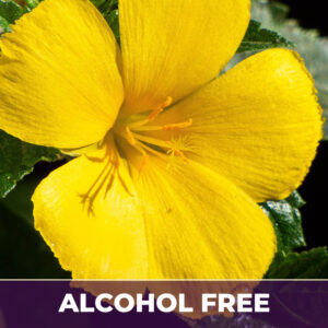 Damiana af, alcohol-free; liquid extract