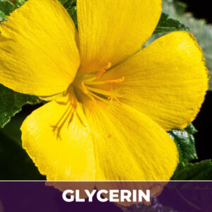 Damiana leaf in glycerin, alcohol-free; liquid extract; in glycerin