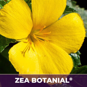 DAMIANA LEAF ZEA-BOTANICALS®