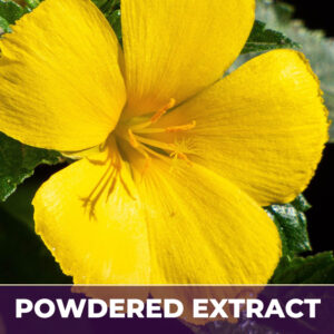 Damiana leaves pe, powdered extract
