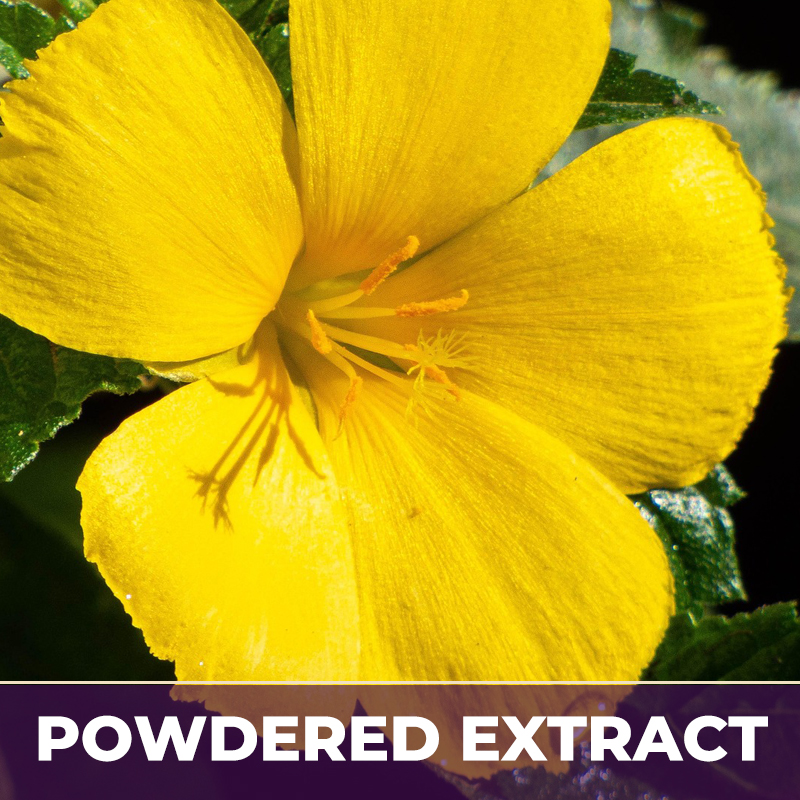 Damiana leaves pe, powdered extract